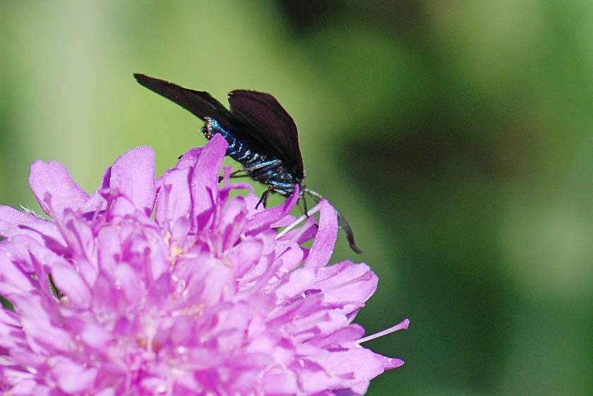 Zygaenidae da identificare